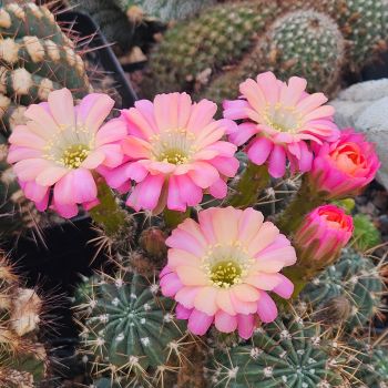 Lobivia pampana